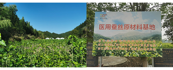桑园.jpg