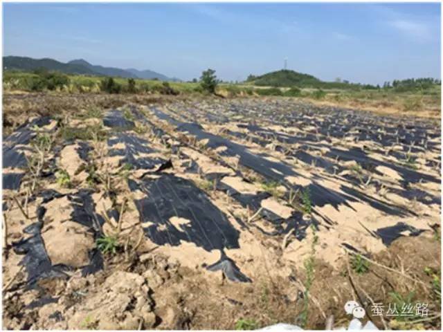 一种新型高效环保的桑园除草技术